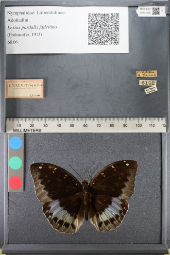 Media type: image;   Entomology 141350
